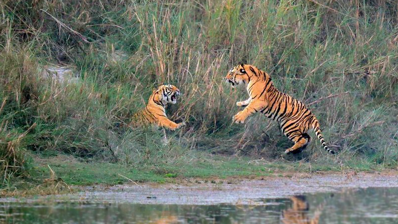 आउँदो पुसमा बाघ गणना गरिने, एकसिङ्गे गैँडा गणना चैतमा गर्ने तयारी