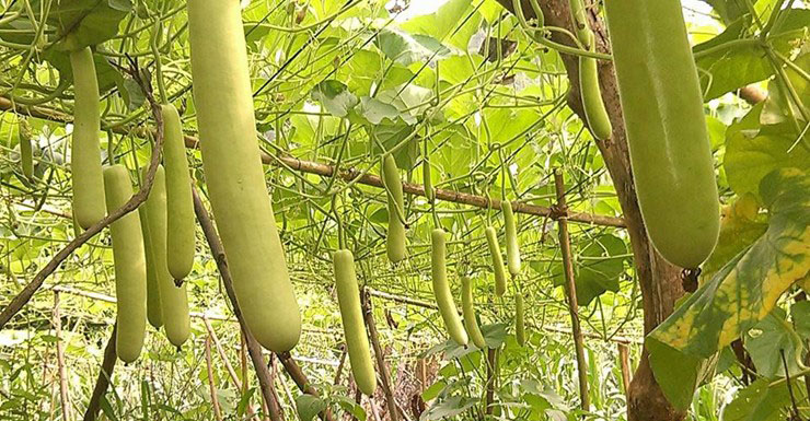 सात कठ्ठा जग्गामा लौकाखेती, एक याममा चार लाखसम्म आम्दानी