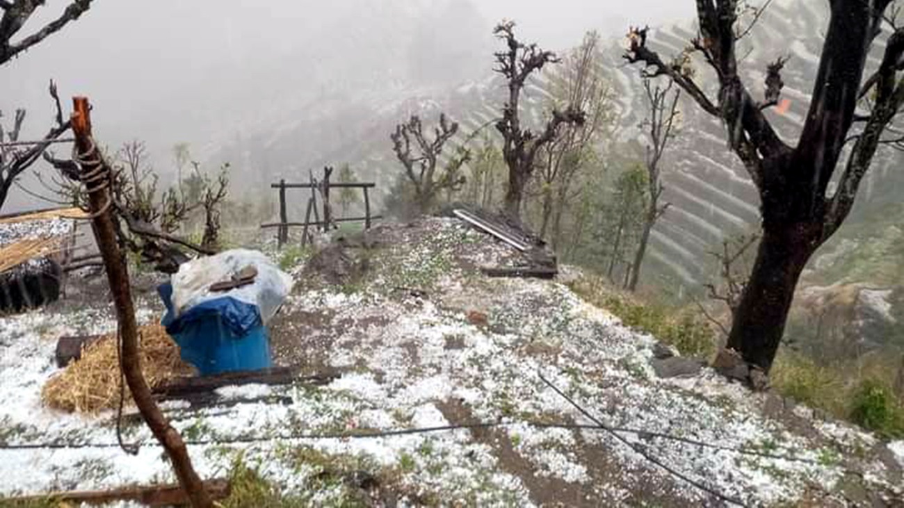असिनापानीले चिचिला लाग्दै गरेको स्याउका बिरुवामा क्षति, किसान चिन्तित