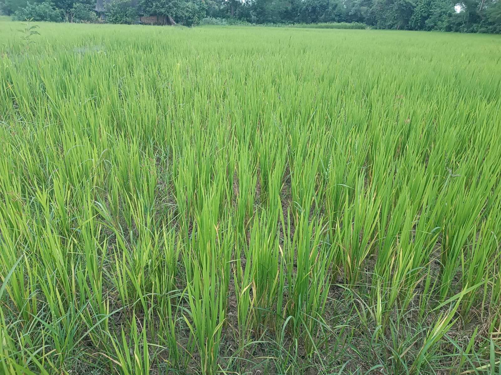बर्दियामा युरिया मलको चरम अभाव, किसानको धान पहेँलिँदै