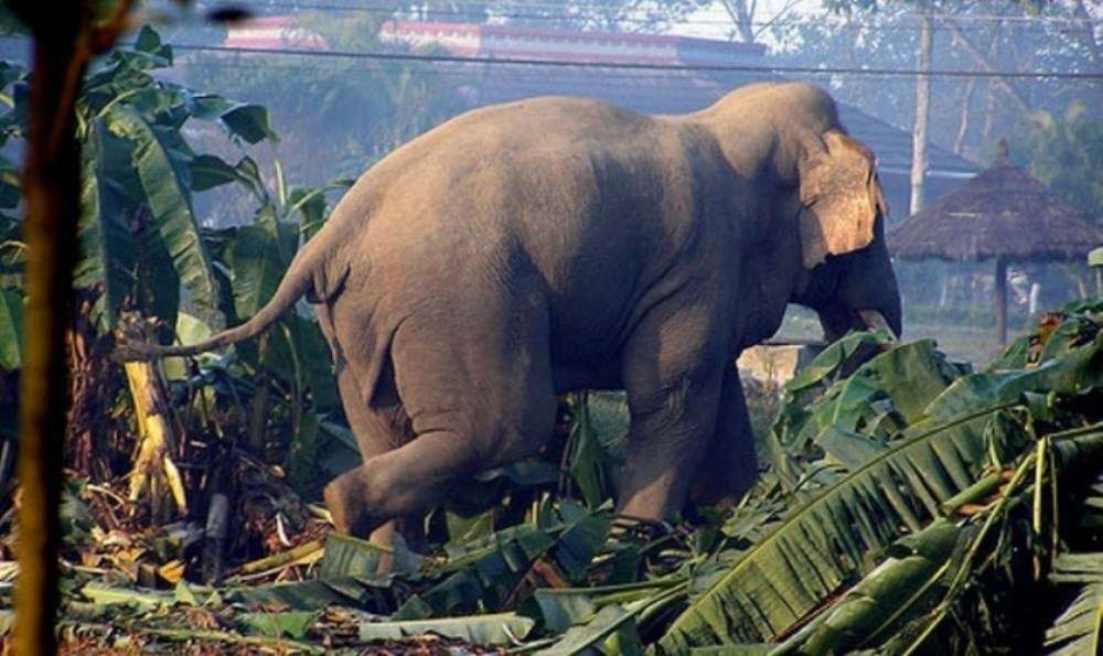 जङ्गली हात्तीको आक्रमणबाट एक महिलाको मृत्यु