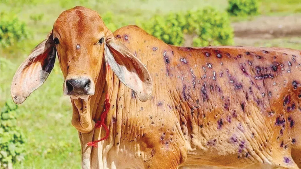 लम्पी संक्रमण नियन्त्रणमा कडाइ, चौपायामा व्यापक खोप कार्यक्रम