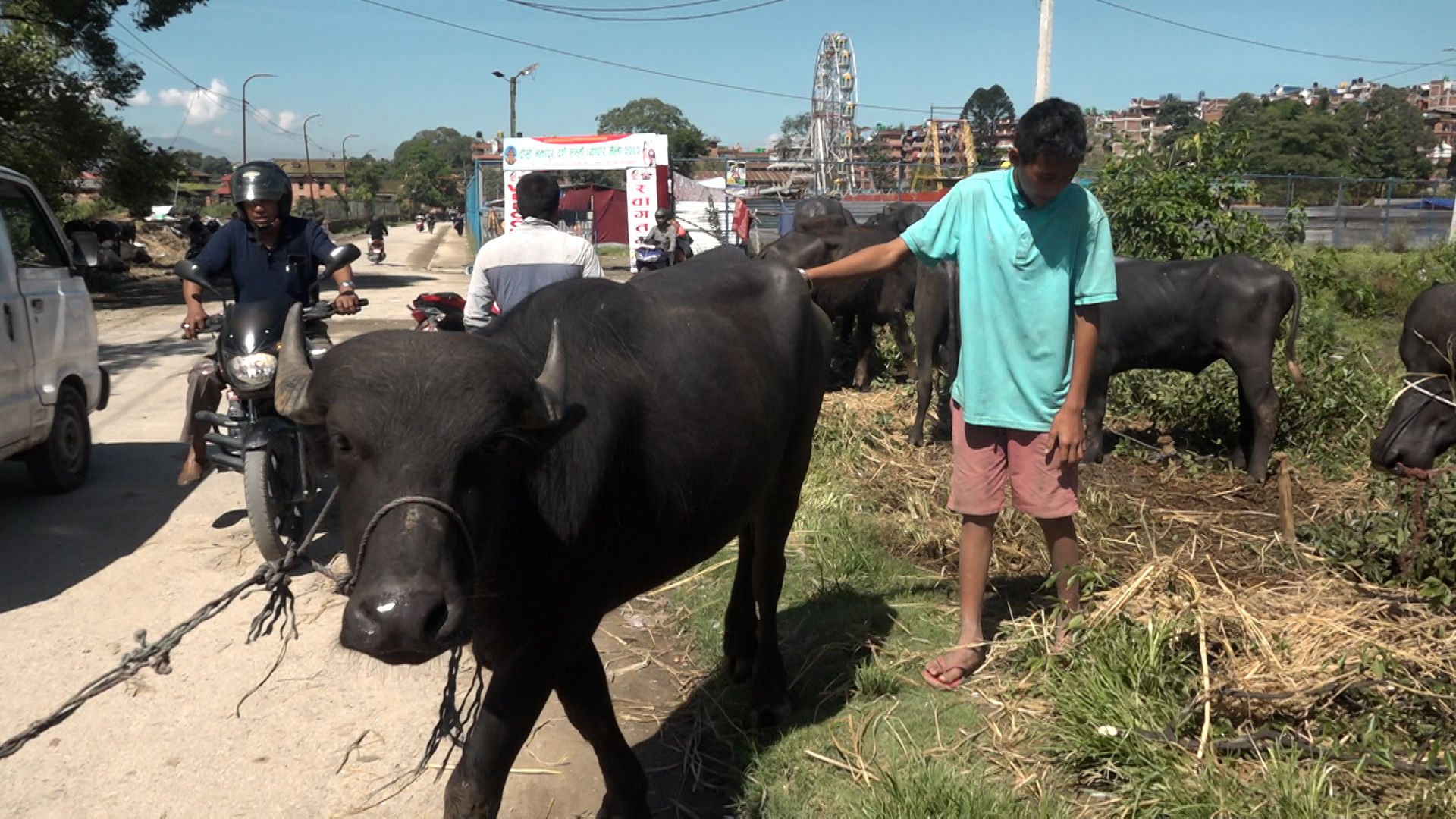 भक्तपुरमा राँगाको व्यापार : ९० हजारदेखि एक लाख रुपैंयाँसम्मका राँगा रोजाइमा