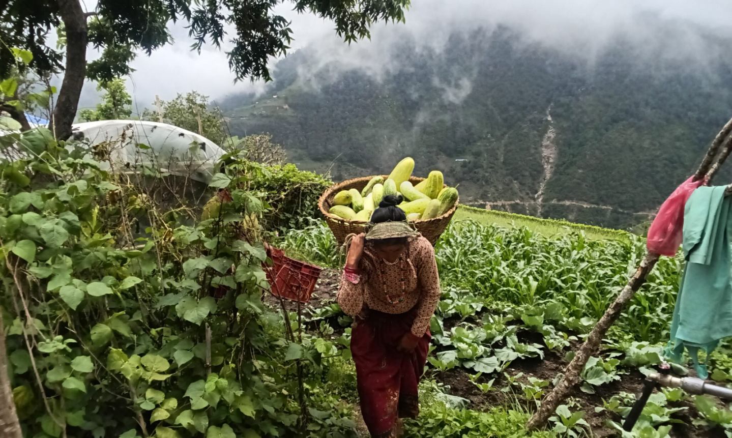 ग्रामीण क्षेत्रका महिलाहरु व्यवसायिक तरकारी खेतीमा आकर्षित