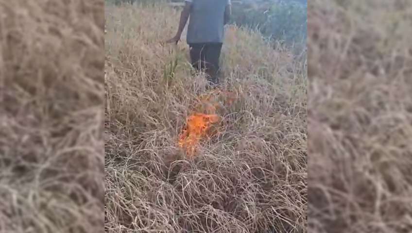 खडेरीले धान उत्पादन नभएपछि कृषकले खेतमै लगाए आगो खडेरीले धान उत्पादन नभएपछि कृषकले खेतमै लगाए आगो