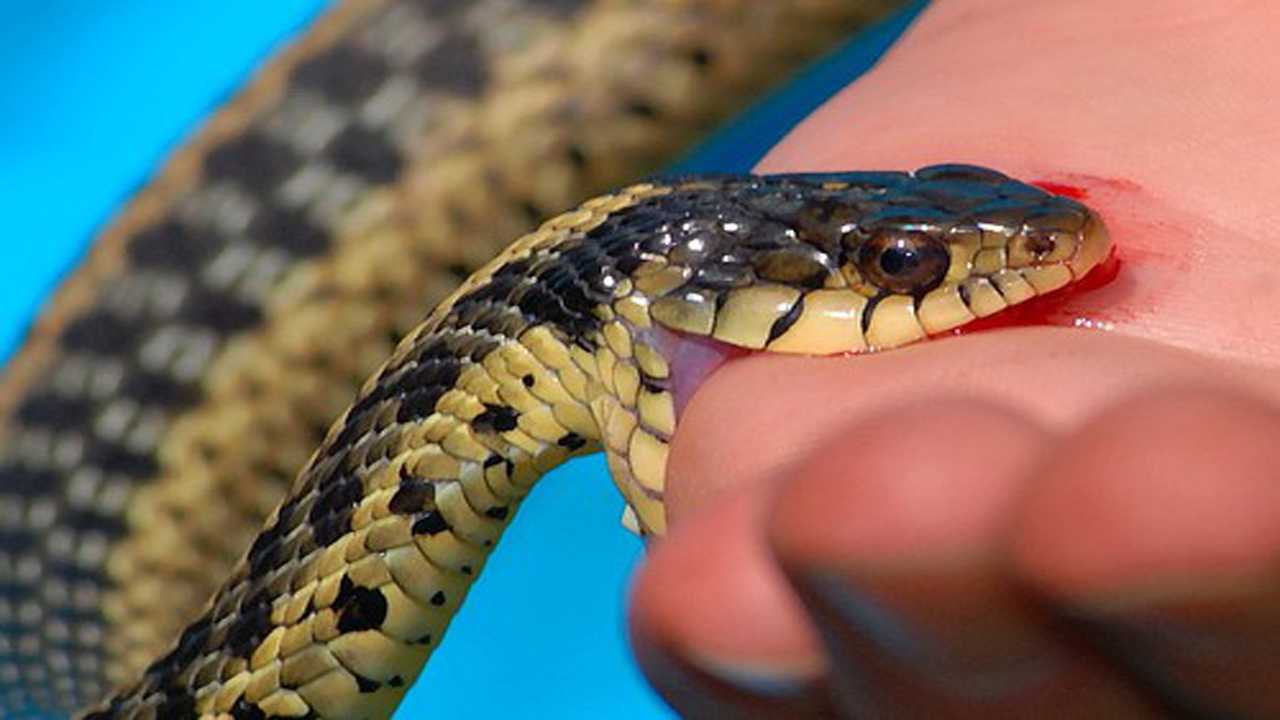 सर्पको डसाइबाट बालकको मृत्यु