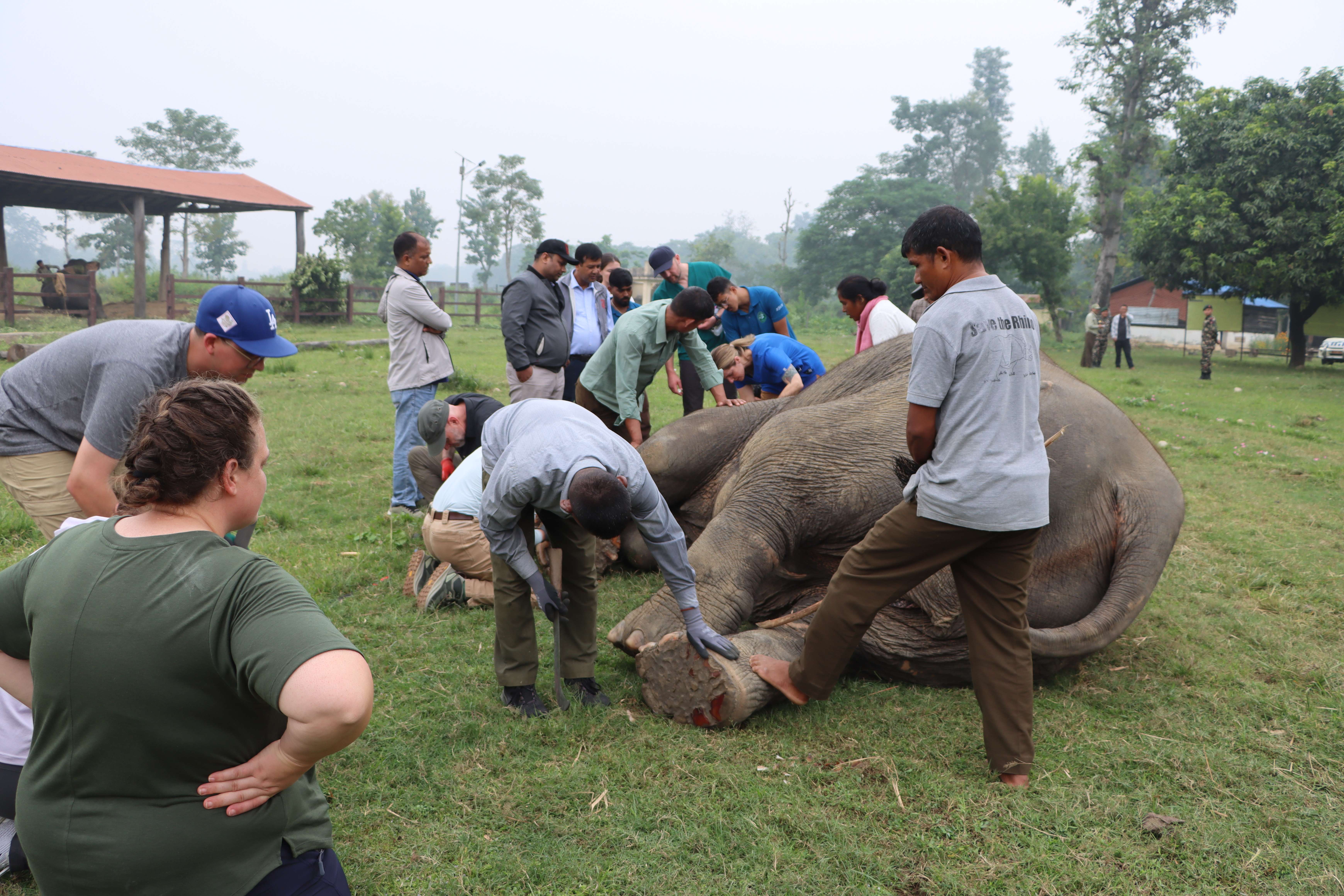 वन्यजन्तुको स्वास्थ्य जाँचका लागि बर्दियामा हात्ती उपचार शिविर आयोजना वन्यजन्तुको स्वास्थ्य जाँचका लागि बर्दियामा हात्ती उपचार शिविर आयोजना