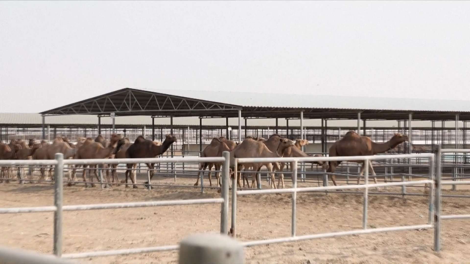 चिनियाँ बजारमा युएईका उत्पादनः ऊँटको दूध रोजाइमा