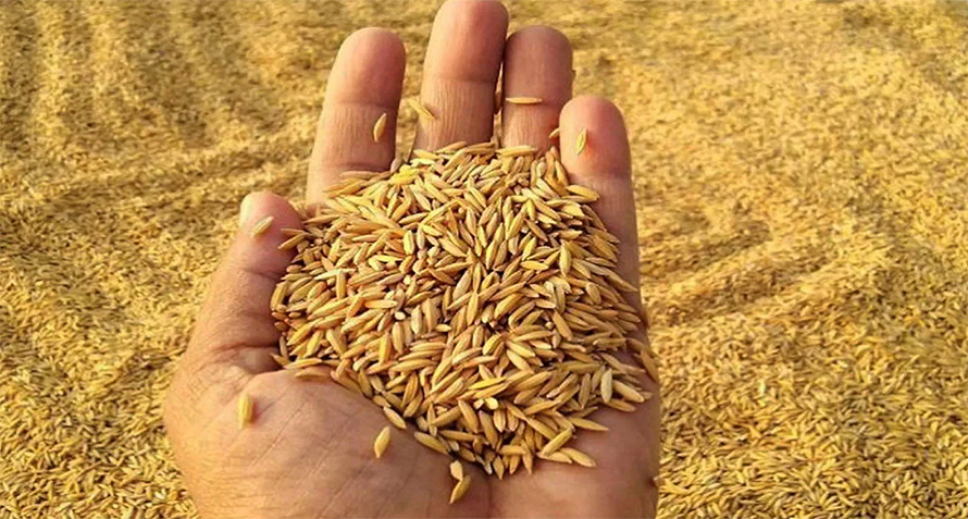 धान उत्पादनमा वृद्धि धान उत्पादनमा वृद्धि