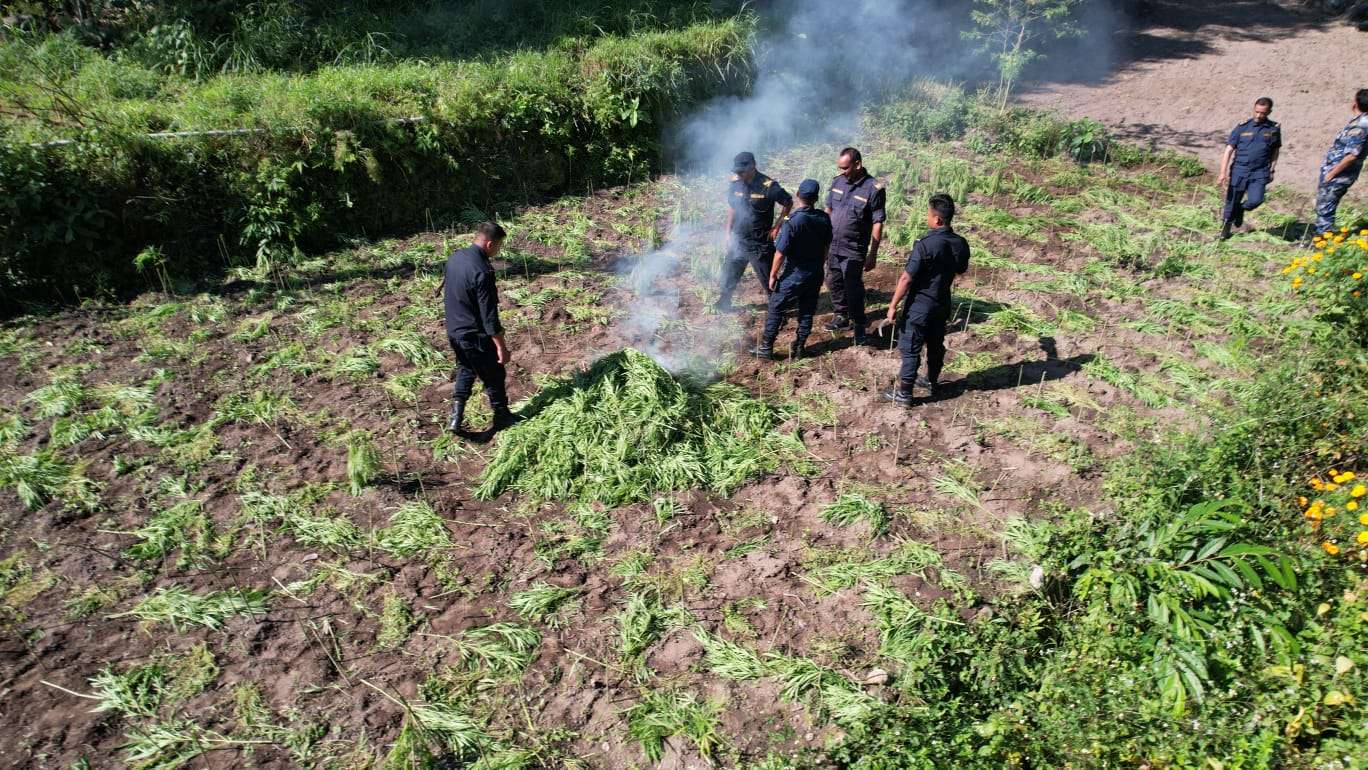 मकवानपुरमा ठूलो परिमाणको गाँजा खेती फडानी मकवानपुरमा ठूलो परिमाणको गाँजा खेती फडानी