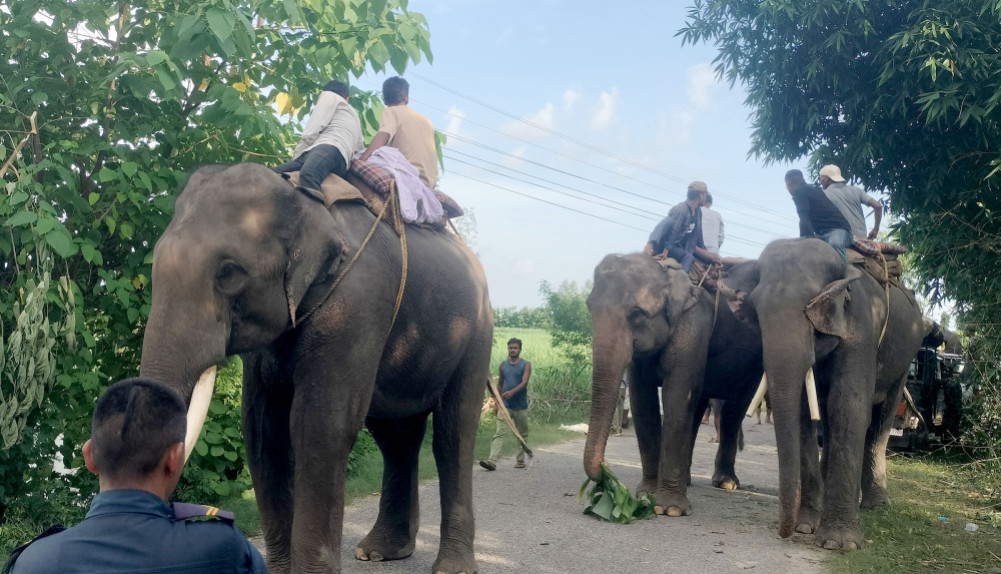 हात्ती परिचालन गरेर बाघको खोजी हात्ती परिचालन गरेर बाघको खोजी