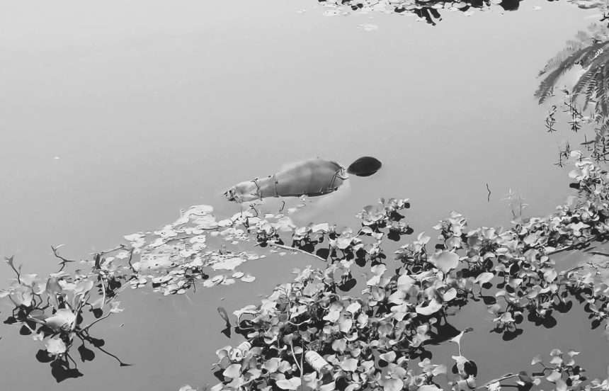 बरहवा नदीमा पुरुषको शव फेला 