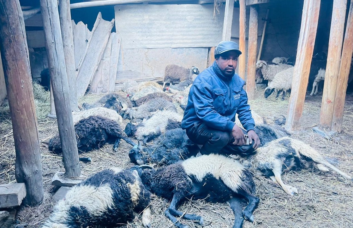 भेडाच्यांग्रा खोरमा हिउँ चितुवाको आक्रमणः १९ भेडा मरे भेडाच्यांग्रा खोरमा हिउँ चितुवाको आक्रमणः १९ भेडा मरे