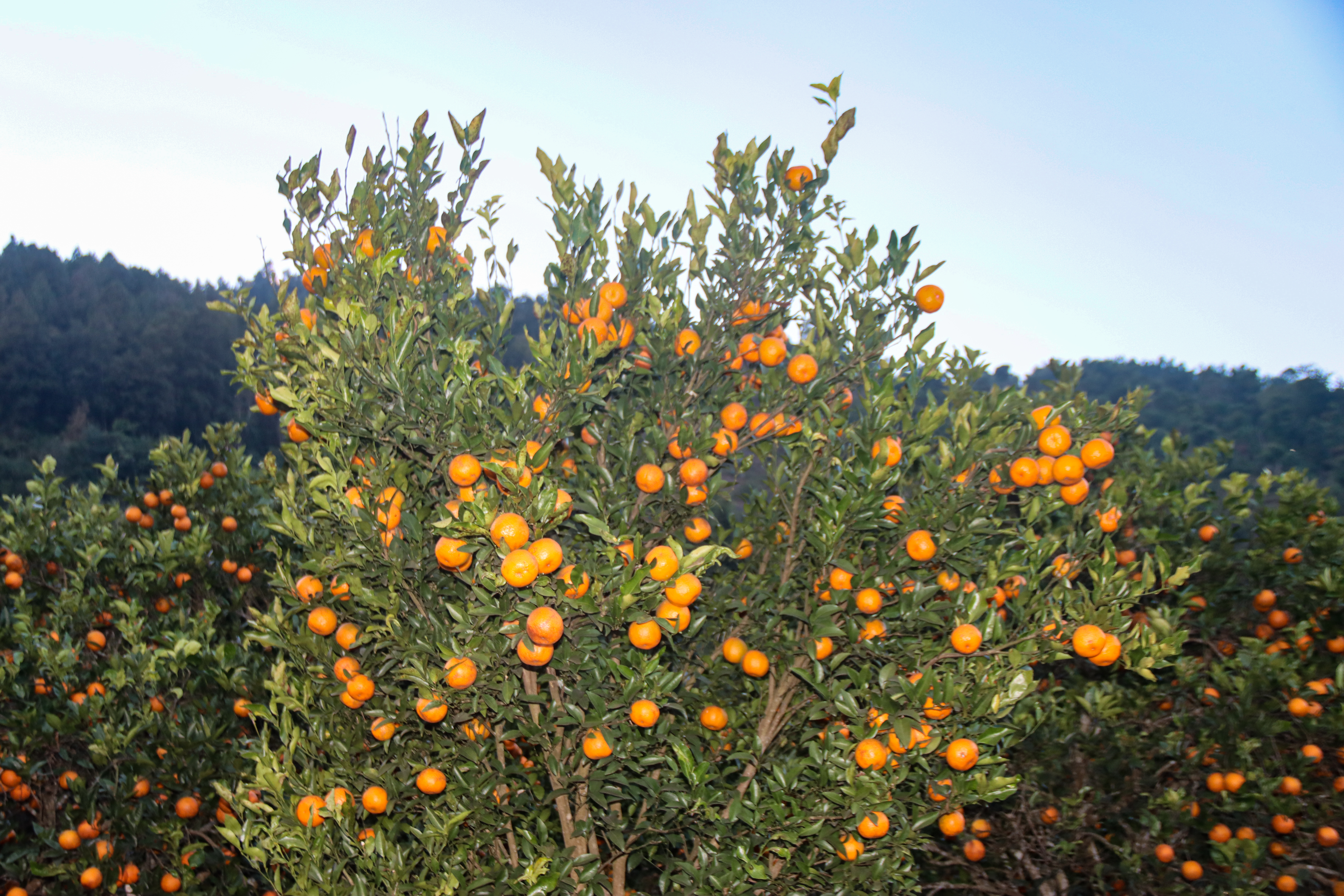 सिन्धुलीमा जुनार प्रवद्र्वन मेला, राष्ट्रिय तथा अन्तर्राष्ट्रिय बजारमा चिनाउने लक्ष्य सिन्धुलीमा जुनार प्रवद्र्वन मेला, राष्ट्रिय तथा अन्तर्राष्ट्रिय बजारमा चिनाउने लक्ष्य