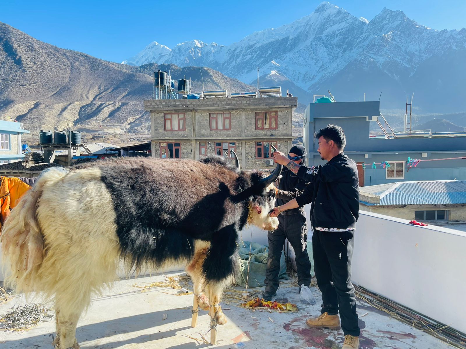 याकका डमि बनाउँदै शोलुखुम्बुका कालीगढ याकका डमि बनाउँदै शोलुखुम्बुका कालीगढ