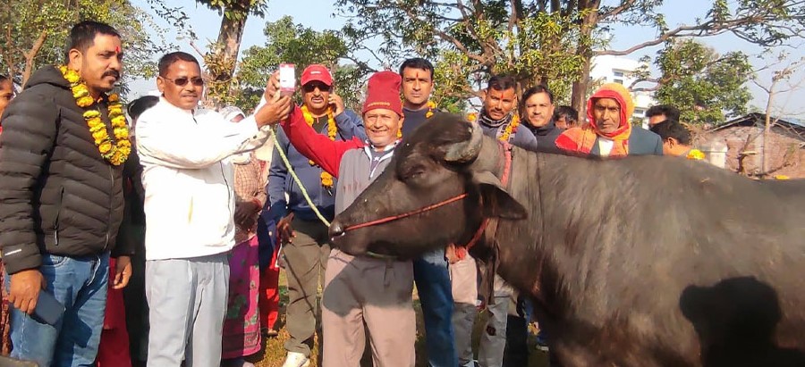 एक दिने पशु स्वास्थ्य शिविरमा १४ सयभन्दा बढी पशुपंक्षीको उपचार