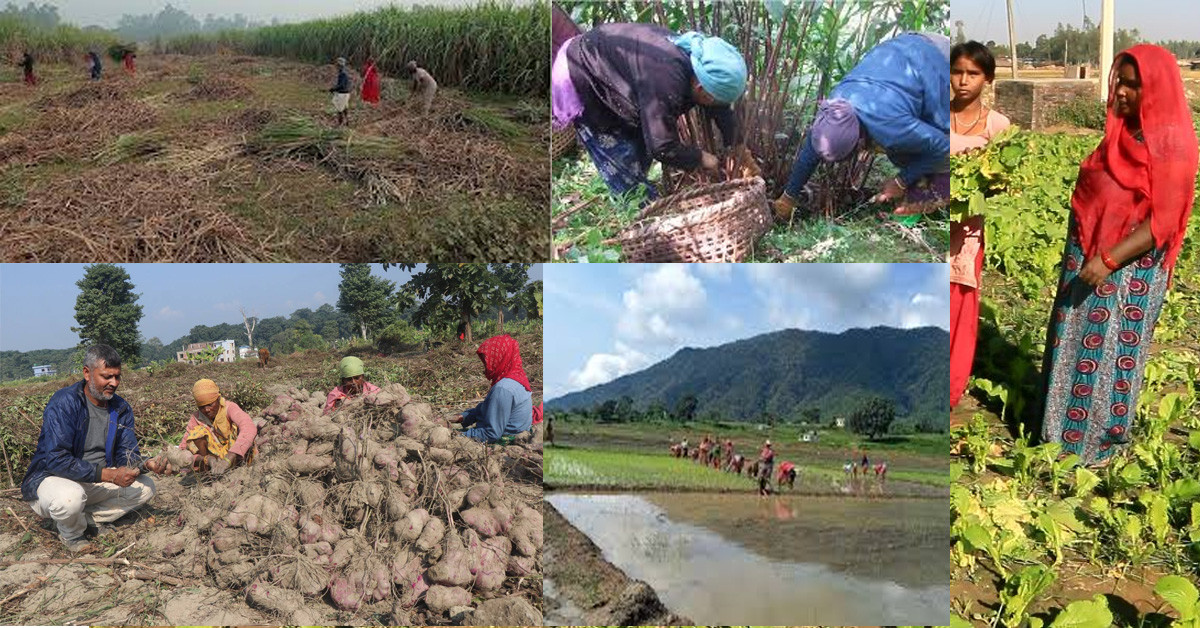 निर्वाचनको माहोलबीच किसानलाई खेतीपातीको चटारो निर्वाचनको माहोलबीच किसानलाई खेतीपातीको चटारो