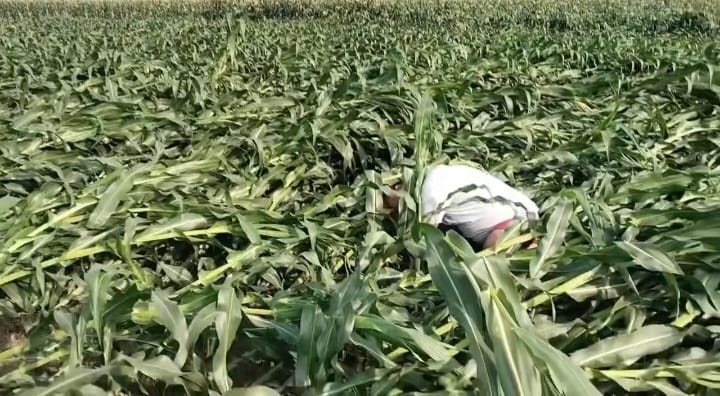 हावाहुरीको वितण्डाः रौतहटमा पकेट क्षेत्रकै मकै बाली सखाप, किसान मर्कामा