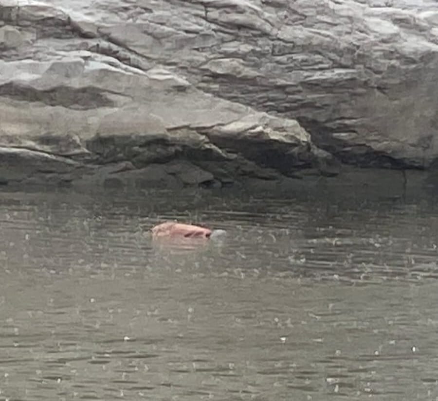 बागमती नदीमा बेपत्ता भएका स्याङतानको शव तीन दिनपछि फेला