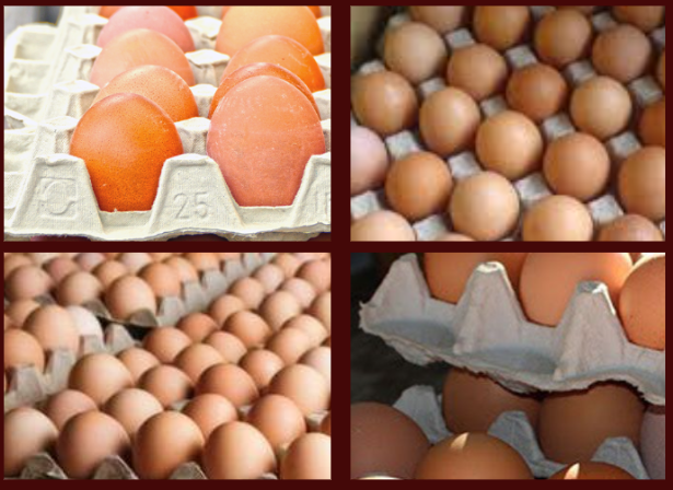 अण्डाको मूल्यमा वृद्धि अण्डाको मूल्यमा वृद्धि