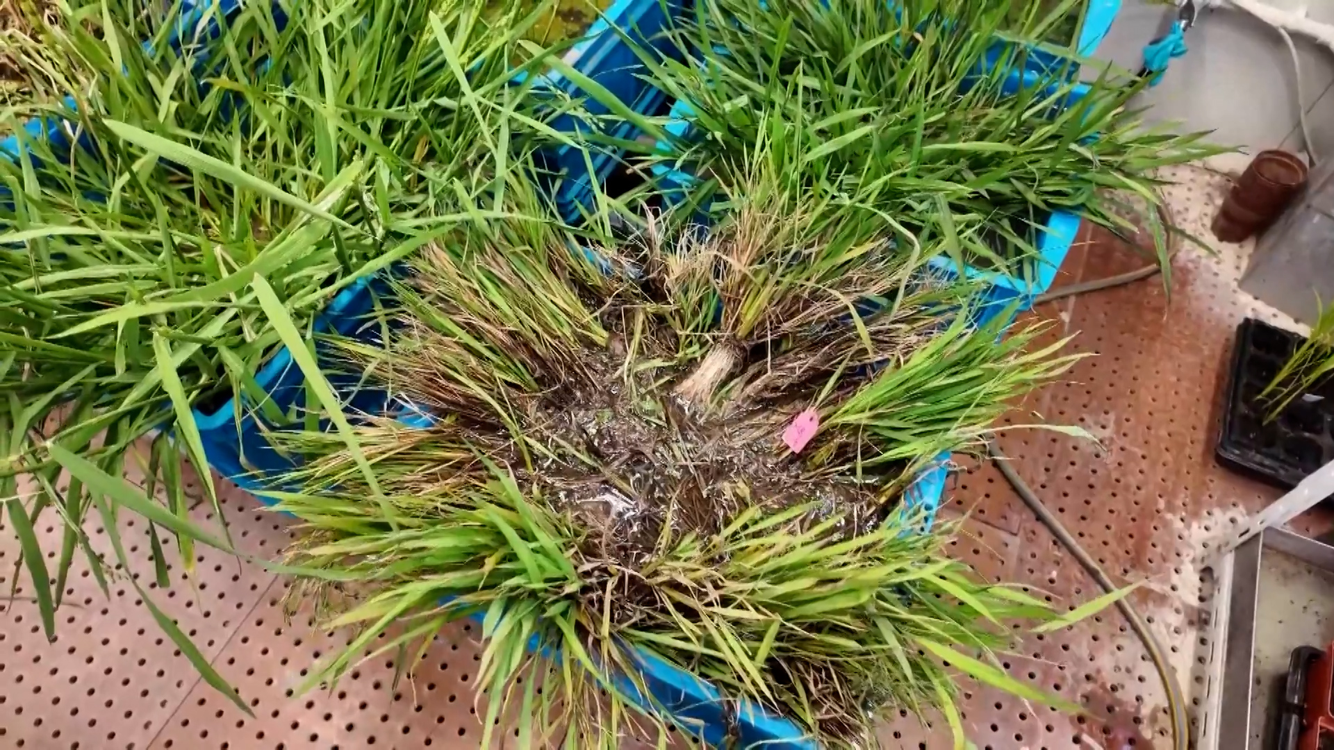 चिनियाँ वैज्ञानिकद्वारा बहुवर्षीय धानको बीउ विकासस् अब वर्षौंसम्म एउटै बोटबाट धान फल्ने