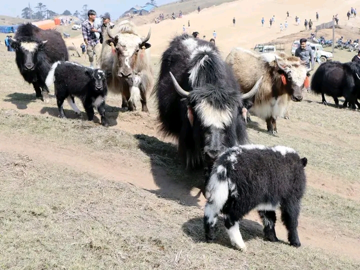 हिमालको धड्कन चौँरी—पाँचथरको महोत्सवदेखि कृषि–पर्यटन रूपान्तरणसम्म