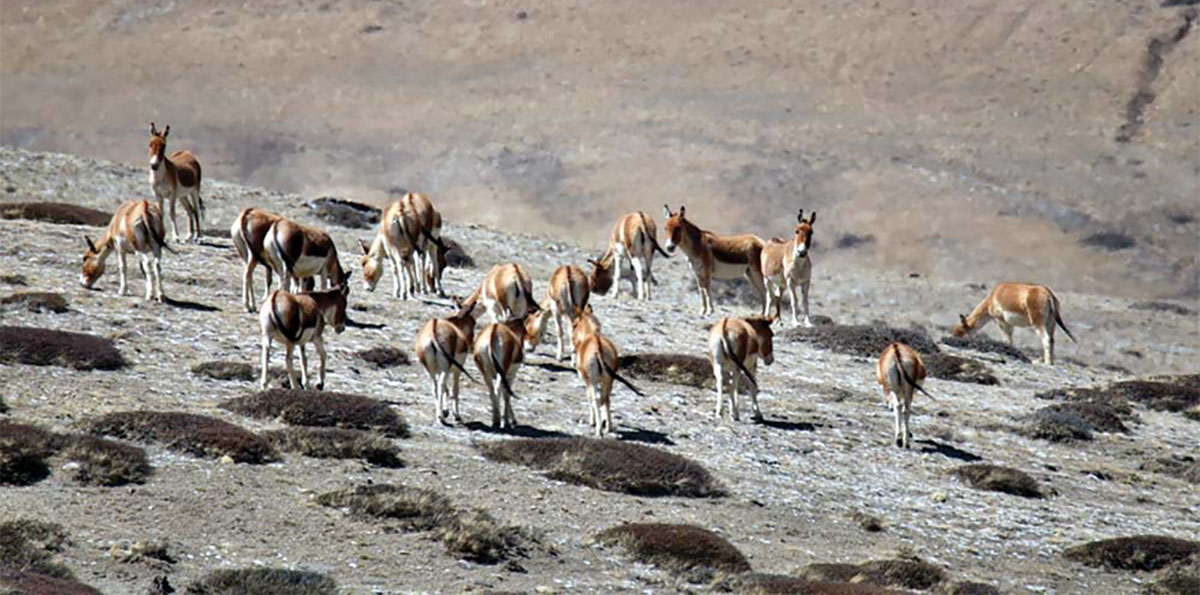 उपल्लो मुस्ताङमा देखिए जङ्गली गधा