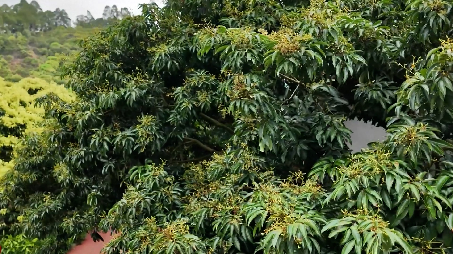 ड्रोन र रोबोटिक कुकुरः लिचीबारीको निरीक्षणका लागि सहयोगी
