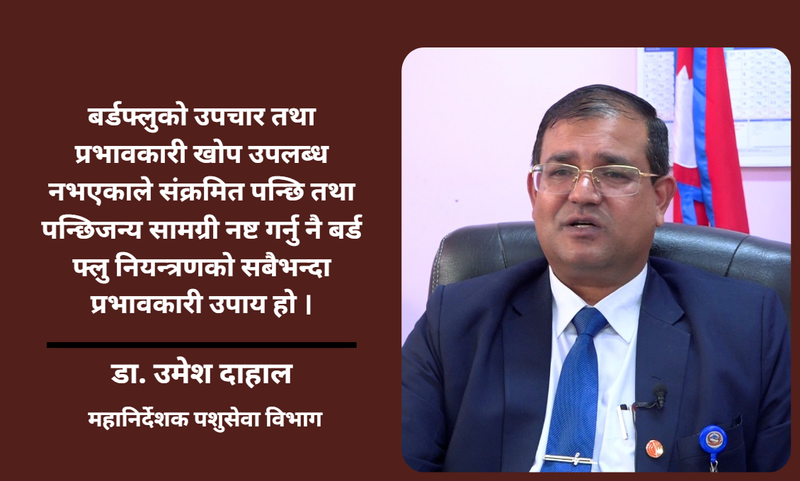 बर्ड फ्लुको हटस्पट बन्दै काठमाडौं उपत्यका, ६० करोड रुपैयाँभन्दा धेरैको क्षति: डा. उमेश दाहाल