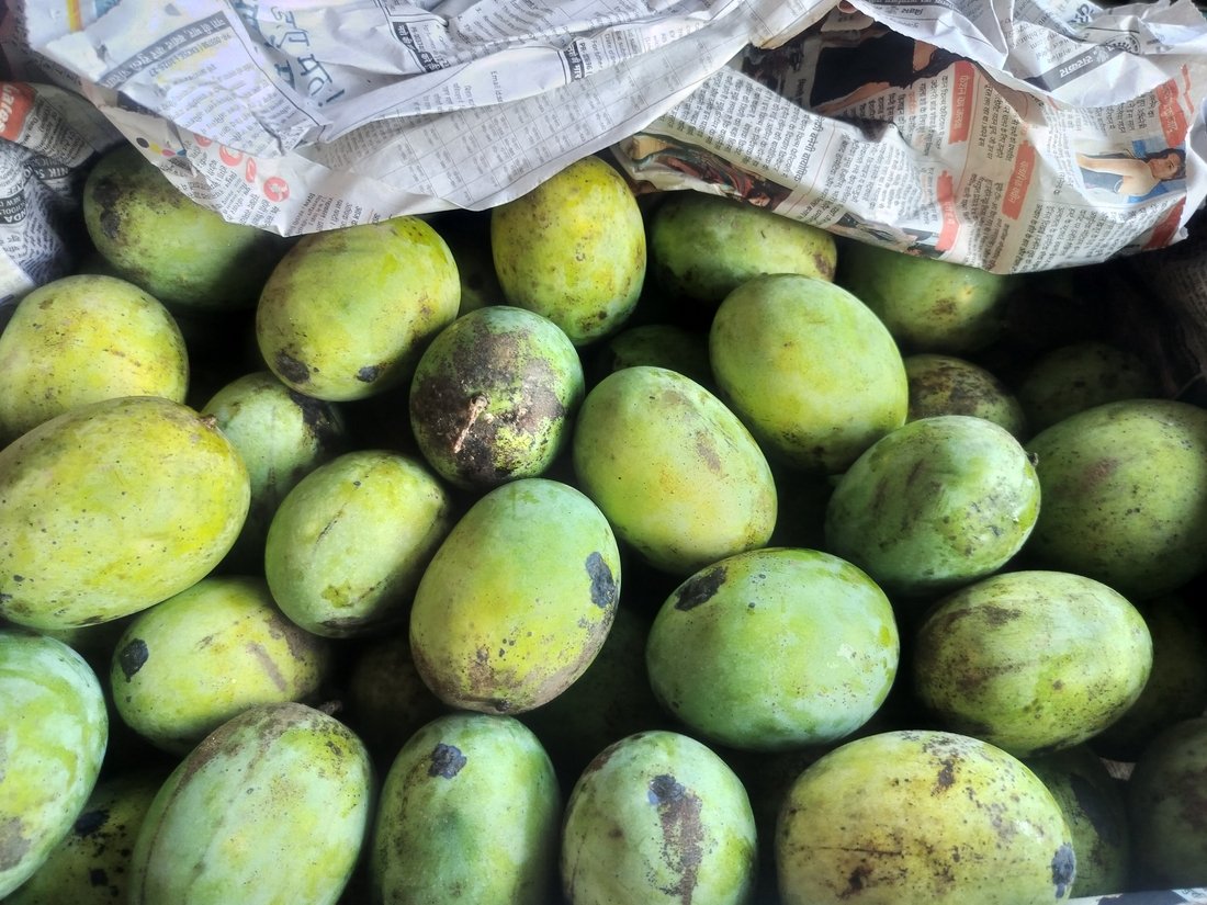 मालदह आँपको मूल्य बढ्यो