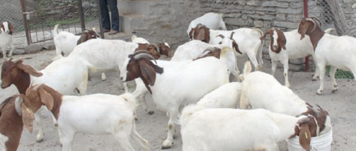 अनुदानले फेरियो गाउँलेको जीवनस्तर, खसी बेचेरै ५ करोड आम्दानी अनुदानले फेरियो गाउँलेको जीवनस्तर, खसी बेचेरै ५ करोड आम्दानी