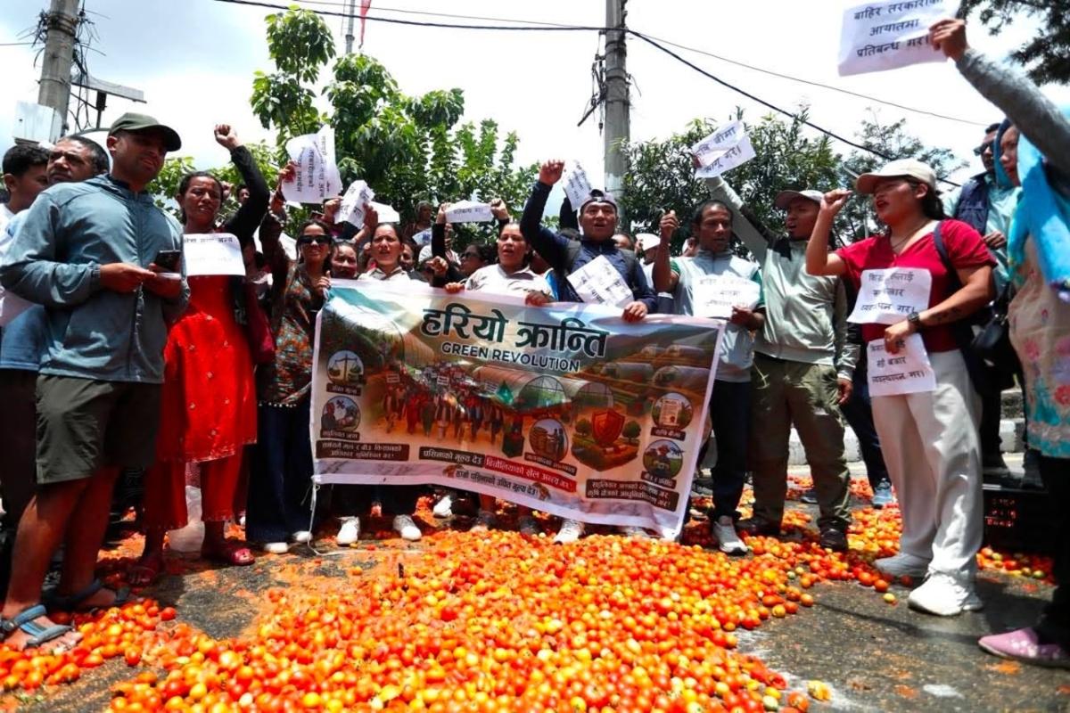 पसिनाको मूल्य माग्दै किसानहरु सडकमा, गोलभेंडाले भरियो माइतीघर 