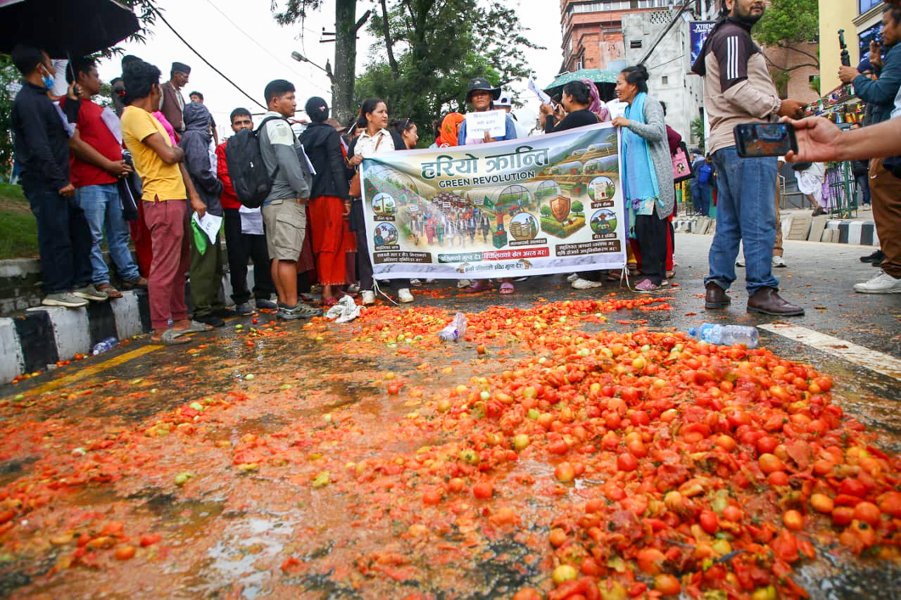माइतीघरमा टमाटर किसानको आन्दोलनपछि कृषि मन्त्री गिता चौधरीको पहलमा कालीमाटीबाट उपत्यका बाहिर ढुवानी सुरु 