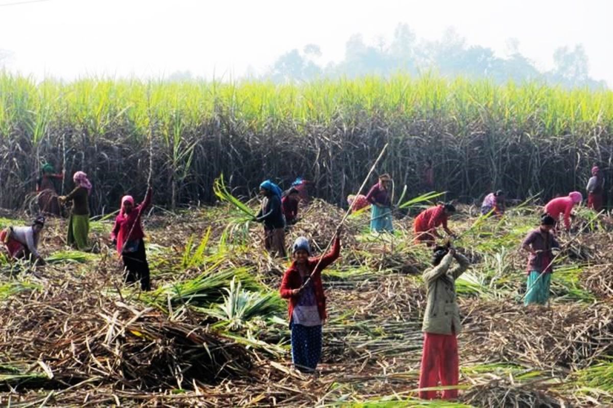 करोडौँ बक्यौता थन्क्याएर बसे चिनी उद्योग, उखु किसान फेरि सडकमा उत्रिने तयारी करोडौँ बक्यौता थन्क्याएर बसे चिनी उद्योग, उखु किसान फेरि सडकमा उत्रिने तयारी