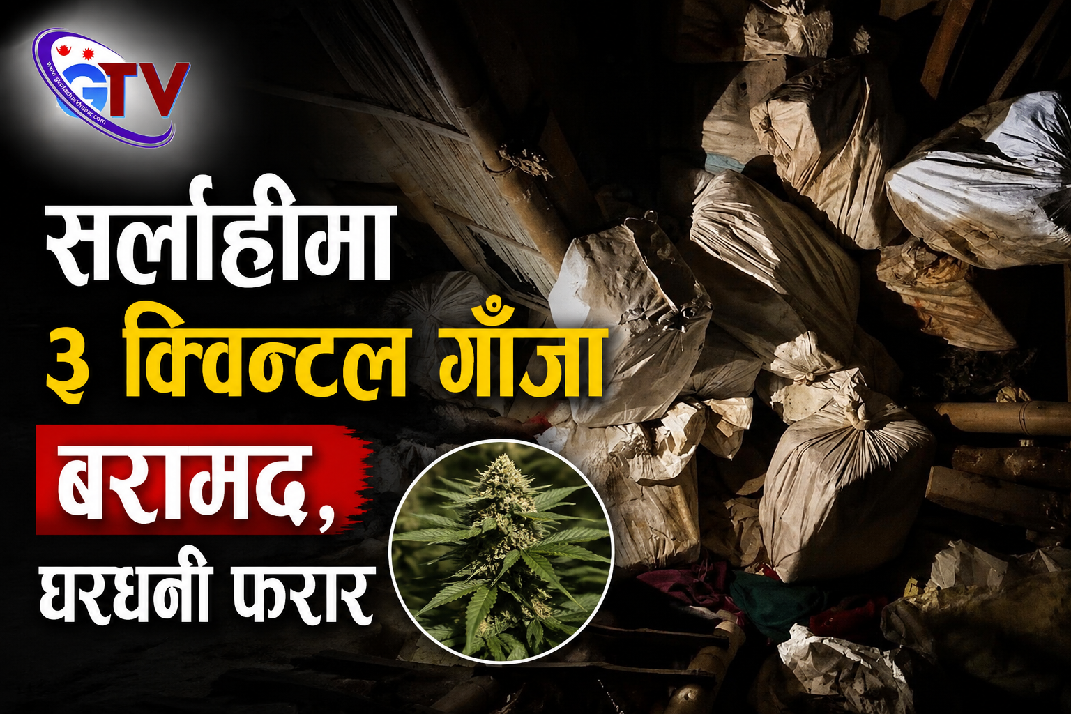 सर्लाहीमा ३ क्विन्टल गाँजा बरामद, घरधनी फरार सर्लाहीमा ३ क्विन्टल गाँजा बरामद, घरधनी फरार