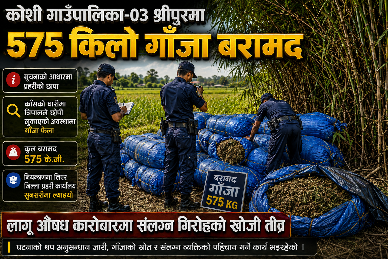 सुनसरीमा ठूलो परिमाणमा गाँजा बरामद